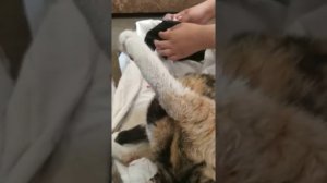 Кошка рожает