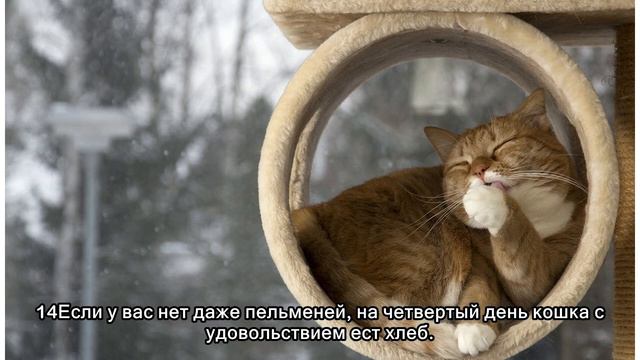 30 причин обменять жену на кошку смотреть онлайн