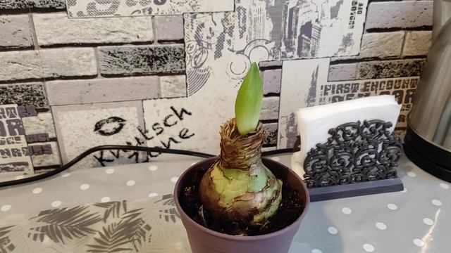 ГИПЕРАСТРУМ С РАСПРОДАЖИ СНОВА ЦВЕТЕТ Как заставить цвести Гипераструм? смотреть онлайн