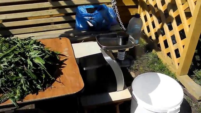 Заготавливаю иван-чай в ВЫСОКОГОРНОЙ АЛТАЙСКОЙ ТАЙГЕ смотреть онлайн