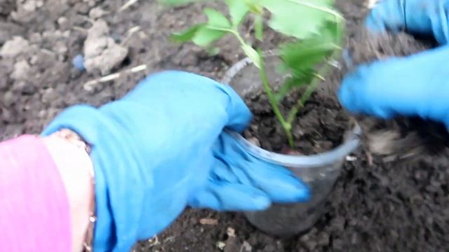 ВЫ ОБЯЗАНЫ это ПОПРОБОВАТЬ - СУПЕР-СПОСОБ размножения РОЗЫ смотреть онлайн