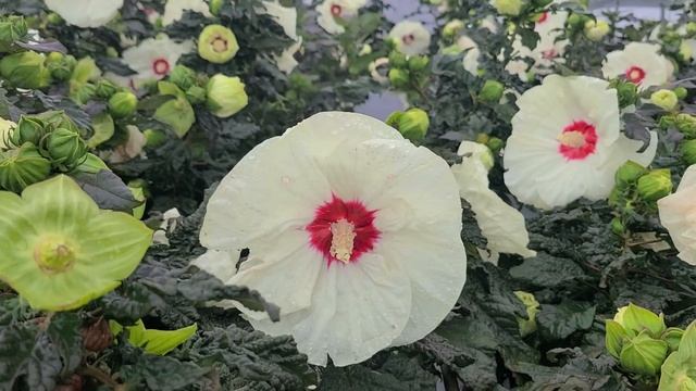 Hibiscus 'French Vanilla'// Outstanding Proven Winners® NATIVE Perennial With HUGE Creamy Flowers смотреть онлайн