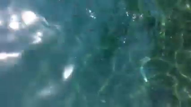 Озеро Рица Абхазия смотреть онлайн