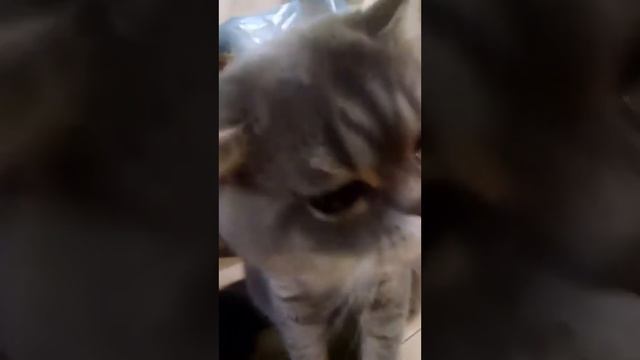 Кот ест конфеты ! смотреть онлайн