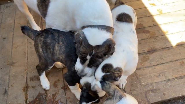 Кабачок и Кабачковая Икра.БУЛЬДОЗЕРА, ТОПАЗА линии.Щенки САО/алабай.РКФ/FCI. +79157787787 Ольга смотреть онлайн