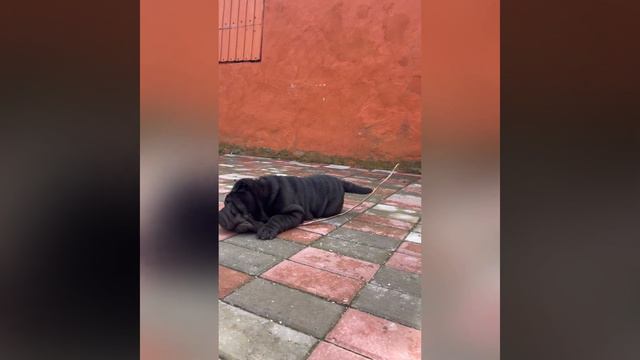 Шарпей 12.03.2023 смотреть онлайн