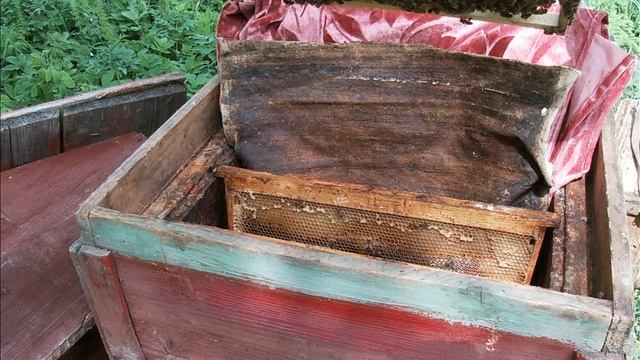 Пасека в лесу.1 рамочные отводки на маточниках.Что с ними спустя неделю. смотреть онлайн