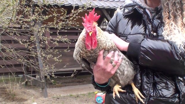 Легбар лучшая несушка в моем хозяйстве! Несутся при -25! Голубое яйцо! Декоративные и Продуктивные!