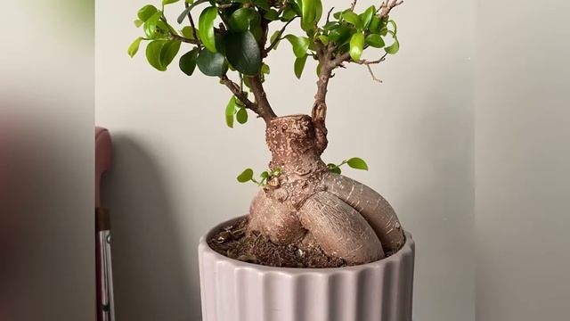 Ficus Ginseng Bonsai growth timelapse video with photos смотреть онлайн