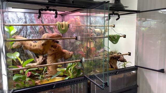 Green Tree Python Bio-active enclosure смотреть онлайн