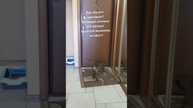 #собака #животные #dog #собаки #щенок