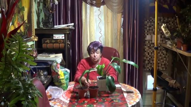 Эвхарис. От чего Погибает эвхарис . Как Ухаживать За Амазонской Лилией , Чтобы она Цвела?