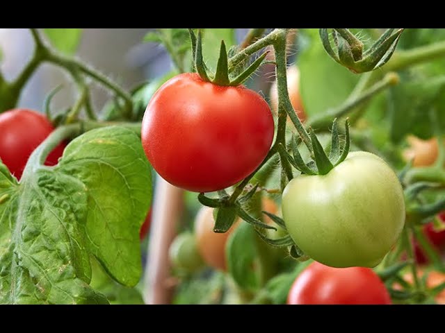 Помидоры на фитильном поливе