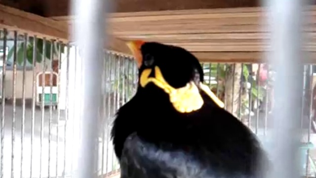 Птица издает странные звуки смотреть онлайн