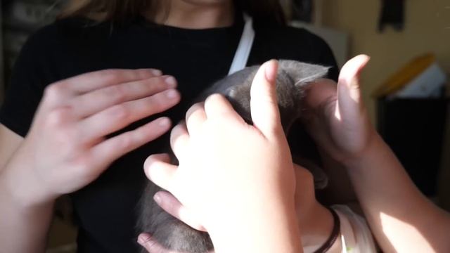 Первый подкинутый котёнок нашел свой дом смотреть онлайн
