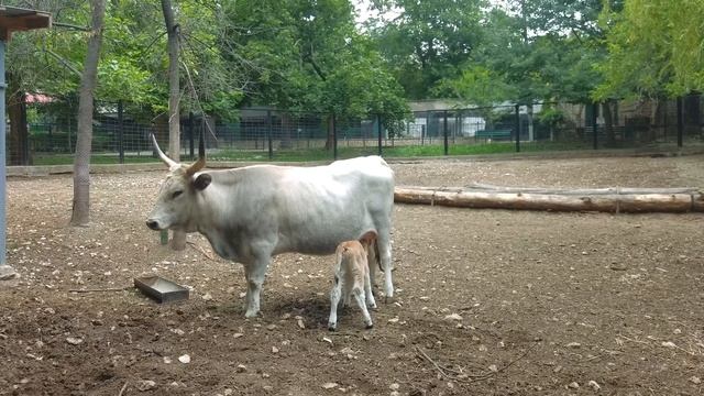 2020 07 венгерский серый бык