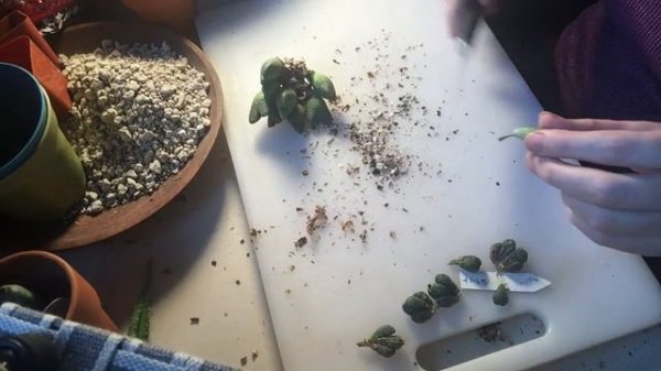 Conophytum Cuttings Demo And Discussion