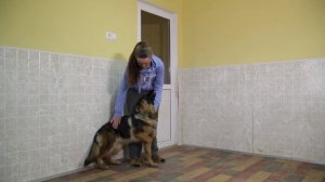 Дрессировка собак. Как отучить щенка прыгать на людей.