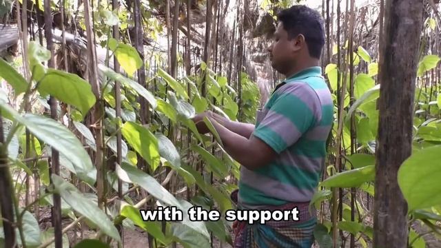 Betel Leaf Plant - Best Ways To Make Money - Agriculture Farm смотреть онлайн