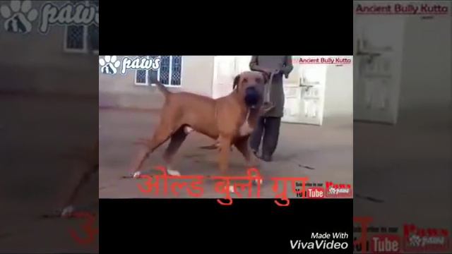 OLD Bully Group | All Top Class Bully Kutta | New Latest Video | смотреть онлайн