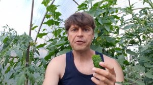 Огурцы идеальные раннего созревания