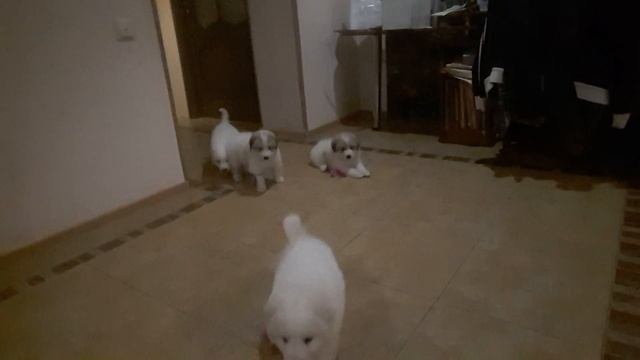 Пиренейская горная собака смотреть онлайн