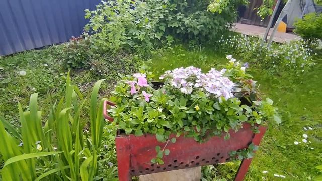 Что растёт у нас в теплице , саду и огороде 4 июня 2022 . Цветы и вазы - скульптуры на террасе . смотреть онлайн