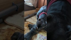 Кормление щенков. Американский Булли.