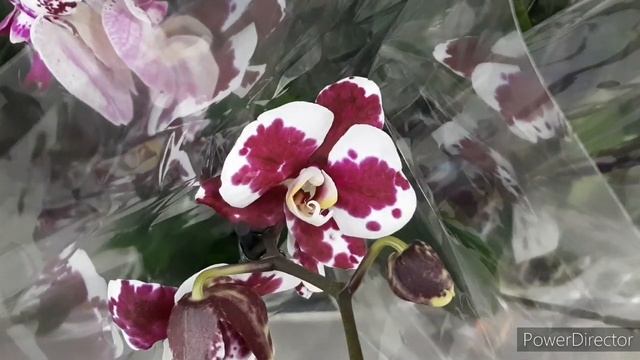 Орхидеи в Леруа Свежий привоз Очень Хороши! 14 апреля 2023г. смотреть онлайн