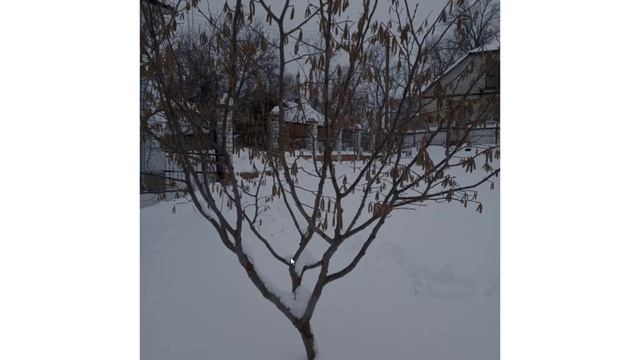 ФУНДУК-формировка. ИДЕАЛЬНЫЙ штамб СЕРГЕЯ БАЙРАЧНОГО смотреть онлайн