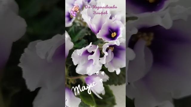 Dn-Королевство Эльфов #фиалки #фиалкичереповец #цветычереповец смотреть онлайн