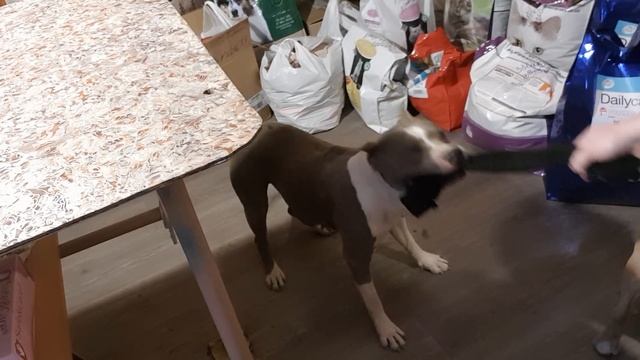 Как нагружать собаку не выходя на улицу