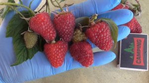 МАПЕМА - ремонтантная малина с шикарной ягодой. / Коллекция Светланы Татур.