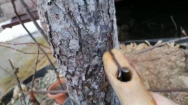 Счищаю мох и лишайники циклей с коры плодовых перед побелкой известью. Правильные спилы. весна 2022 смотреть онлайн