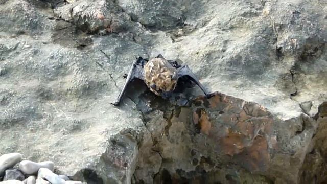 мышь мокрая