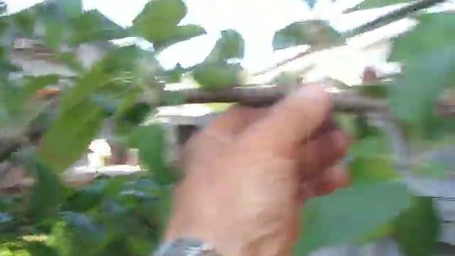 Как плодоносит яблоня после применения агроприёмов ( перетяжка ветки) смотреть онлайн