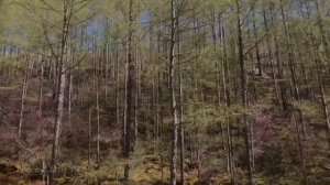 Рододендрон Даурский 2022г. Приморский край #рододендрон #цветы #цветок