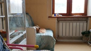 Что у нас на ужин, - Чем кормим джек рассел...