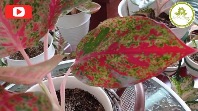 Aglaonema Red Stardust