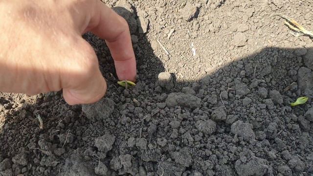 СОЯ 15кг/га. "Спарта" СОКО смотреть онлайн