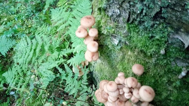 ложный березовый гриб смотреть онлайн