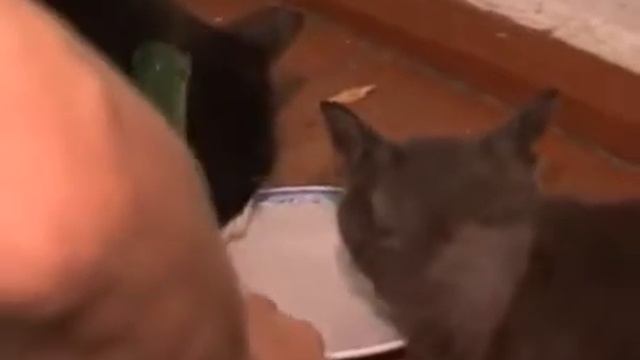 Кіт Василь з Демидовкі палить. Кот курит сигарету 2 смотреть онлайн