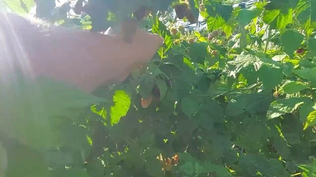 И снова Нижегородец. Самый ранний с шикарной ягодой смотреть онлайн