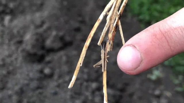 Влог// в деревне // 9 дней// мелочь сажаем // первые грибы сморчки// смотреть онлайн