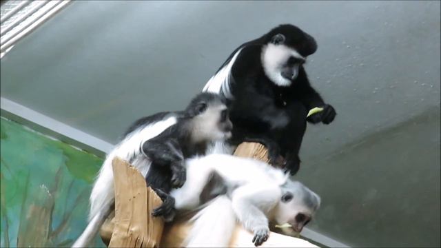 Восточные колобусы с малышами 14.12.2020 смотреть онлайн