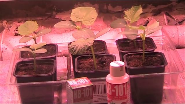 Рассада огурцов через неделю от всходов // Секреты хороших урожаев.