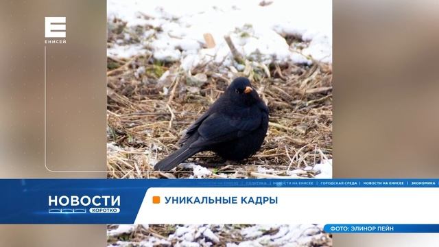 В «Шушенском бору» впервые сфотографировали редкого чёрного дрозда смотреть онлайн