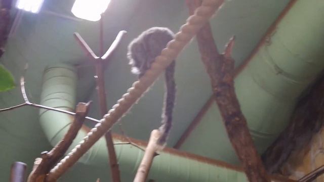 Обезьянка в Ленинградском зоопарке смотреть онлайн