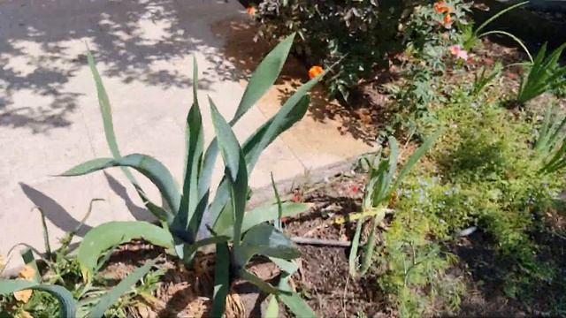 как я превращаю солончак в культурную почву смотреть онлайн