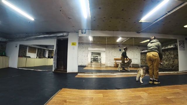 Дрессировка выставочной хаски смотреть онлайн